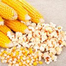 Corn Seeds Popcorn Vegetable Gardening