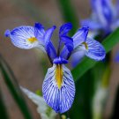 Flower Seeds Wild Blue Iris Perennial Flower Garden Pollinator Flowers Save The Bees Gardening