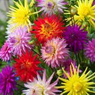 Flower Seeds Dahlia Cactus Mix Garden Pollinator Flowers Save The Bees Vegetable Gardening