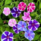 Flower Seeds Morning Glory Mount Fuji Mix Garden Pollinator Flowers Save The Bees Vegetable Gardenin