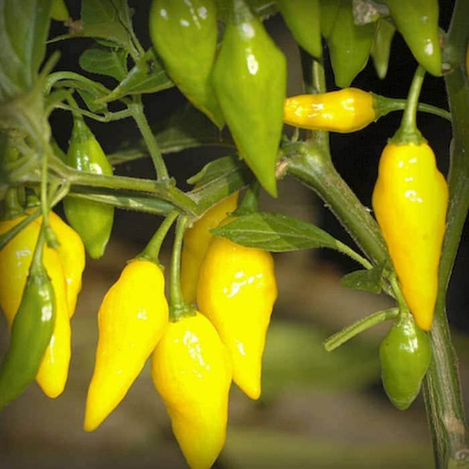 Pepper Seeds Lemon Drop Pepper Open Pollinated Vegetable Gardening