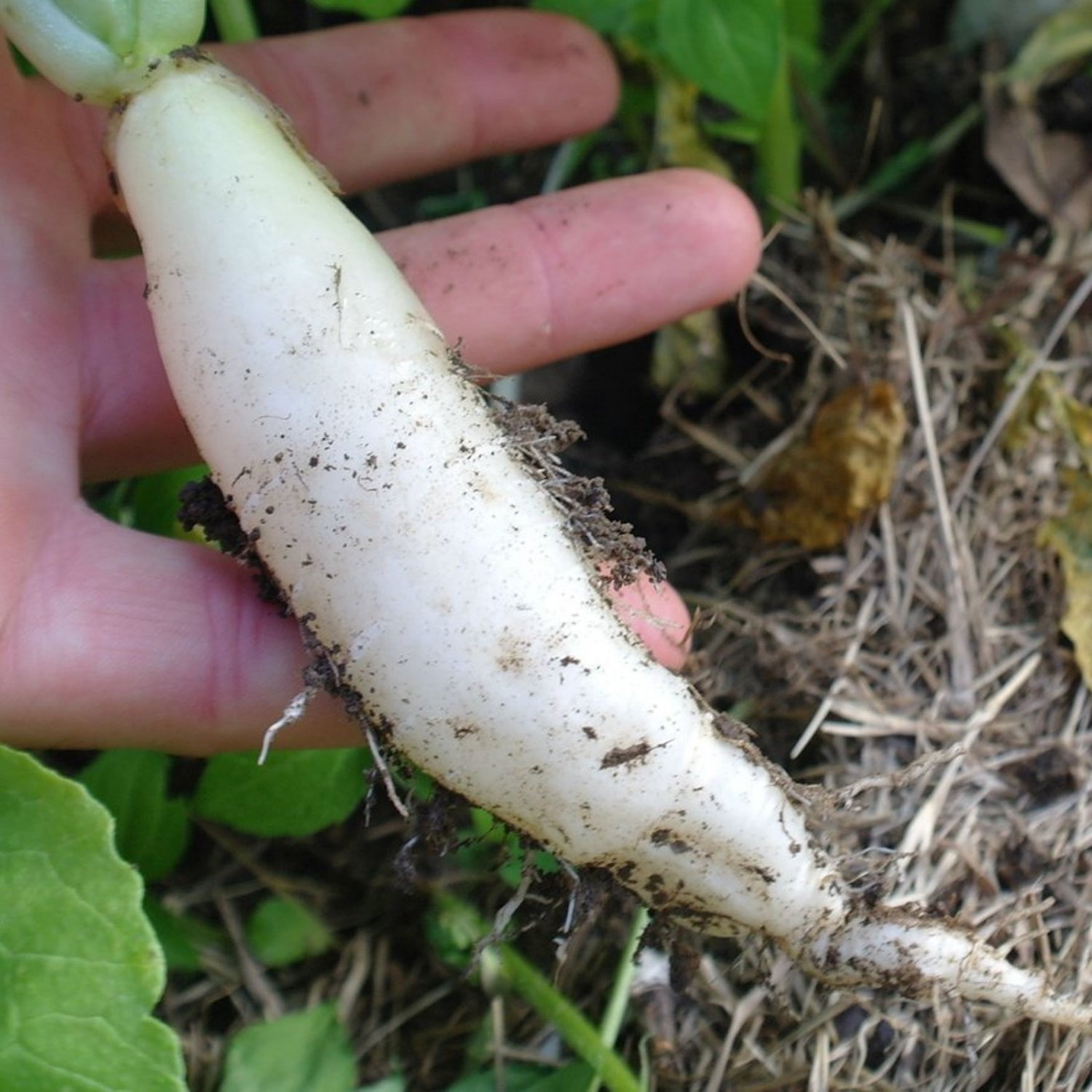White Icicle Radish Seeds Vegetable Gardening