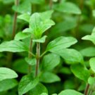 Common Italian Oregano Seeds Fresh Garden Seeds