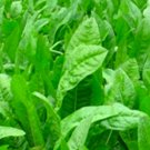 Oasis Chicory Seeds Fresh Flower Seeds