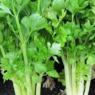 Golden Celery Seeds Fresh Garden Seeds