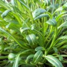 Mibuna Mustard Seeds Fresh Garden Seeds