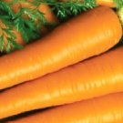Imperator Carrot Seeds Fresh Garden Seeds