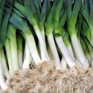 Carantan Leek Seeds Leek Seeds Fresh Garden Seeds