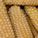 Popcorn Japanese Hullness Corn Seeds Fresh Garden Seeds
