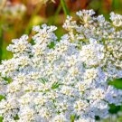 Caraway Seeds Fresh Garden Seeds