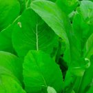 Tendergreen Mustard Spinach Seeds Spinach Seeds Garden Seeds