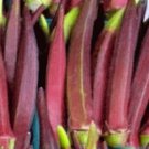 Red Burgundy Okra Seeds Fresh Garden Seeds