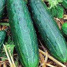 Spacemaster 80 Cucumber Seeds Fresh Garden Seeds