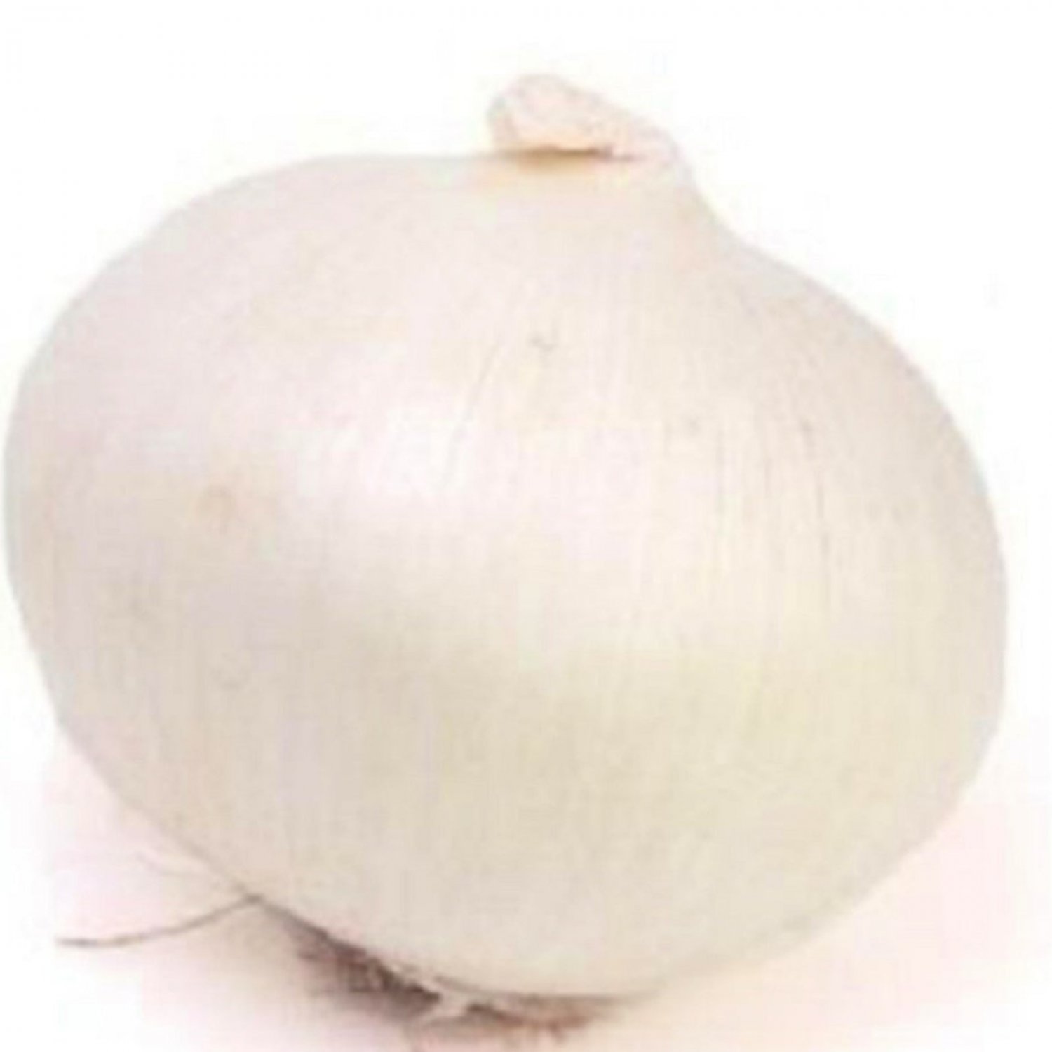 Eclipse L303 Onion Seeds Fresh Garden Seeds