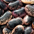 Scarlet Runner Bean Seeds Fresh Garden Seeds
