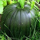 Italian Squash Zucca De Lungo Verde Seeds Fresh Garden Seeds