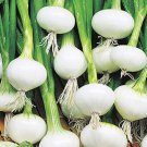Barletta Onion Seeds Onion Seeds Fresh Vegetable Seeds