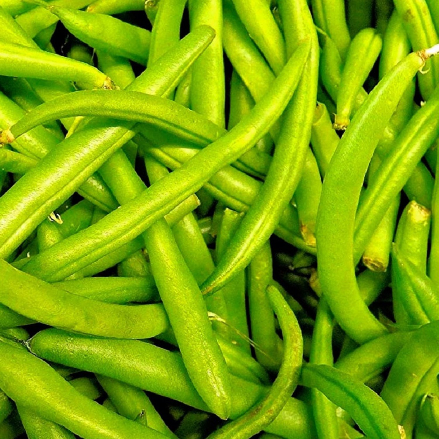 Contender Bush Bean Seeds Bean Seeds Fresh Garden Seeds