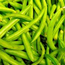 Contender Bush Bean Seeds Bean Seeds Fresh Garden Seeds