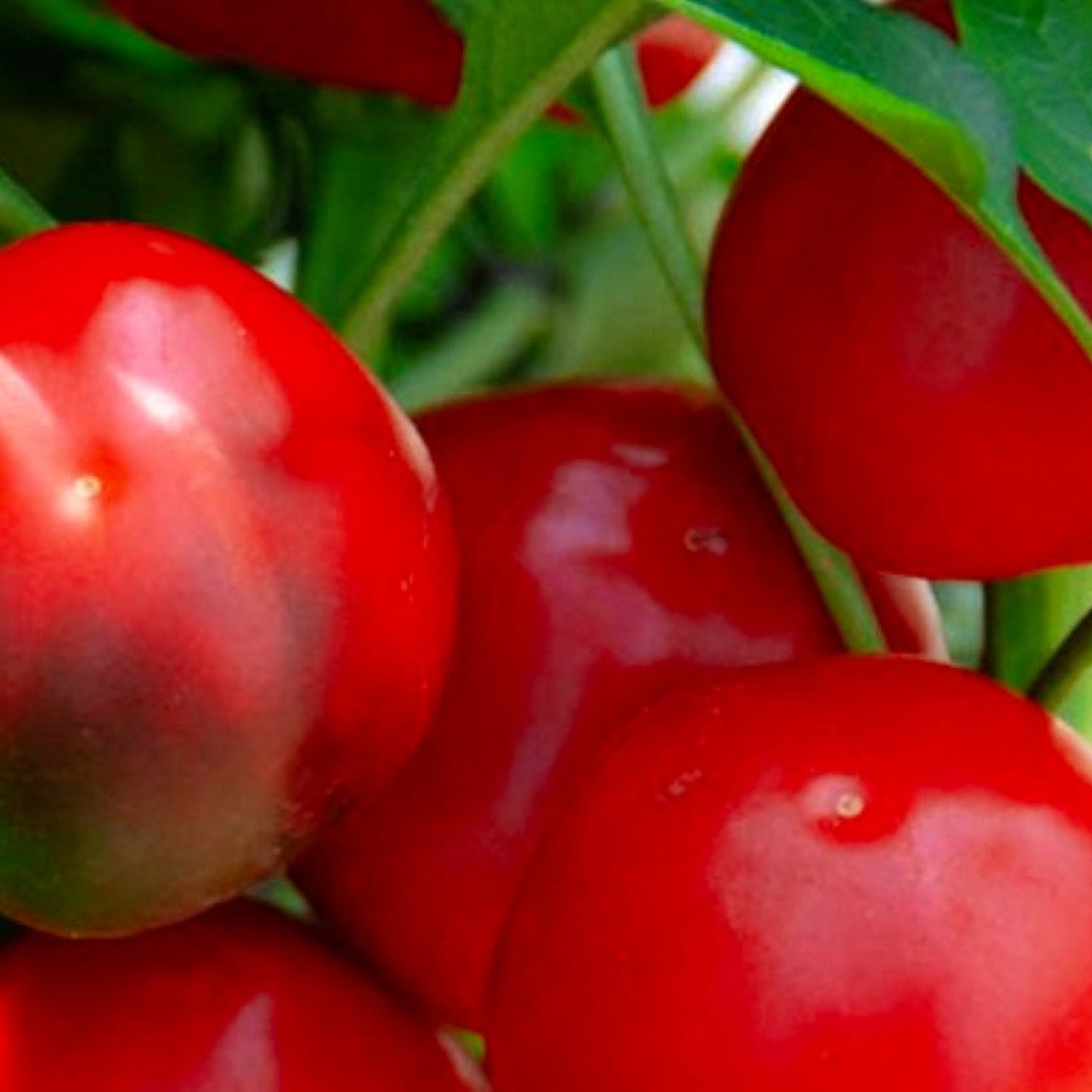Red Cherry Sweet Pepper Seeds Fresh Garden Seeds
