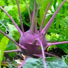 Purple Vienna Kohlrabi Seeds Kohlrabi Seeds Garden Seeds