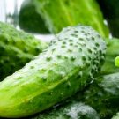 Boston Pickling Cucumber Seeds Cucumber Seeds Garden Seeds