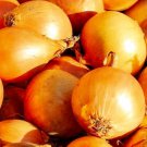 Utah Yellow Sweet Spanish Onion Seeds Onion Seeds Seeds