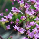 Thalictrum Delavayi Meadow Rue 15 Flower Seeds