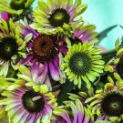 Echinacea Green Twister Echinacea Purpurea 10 Flower Seeds