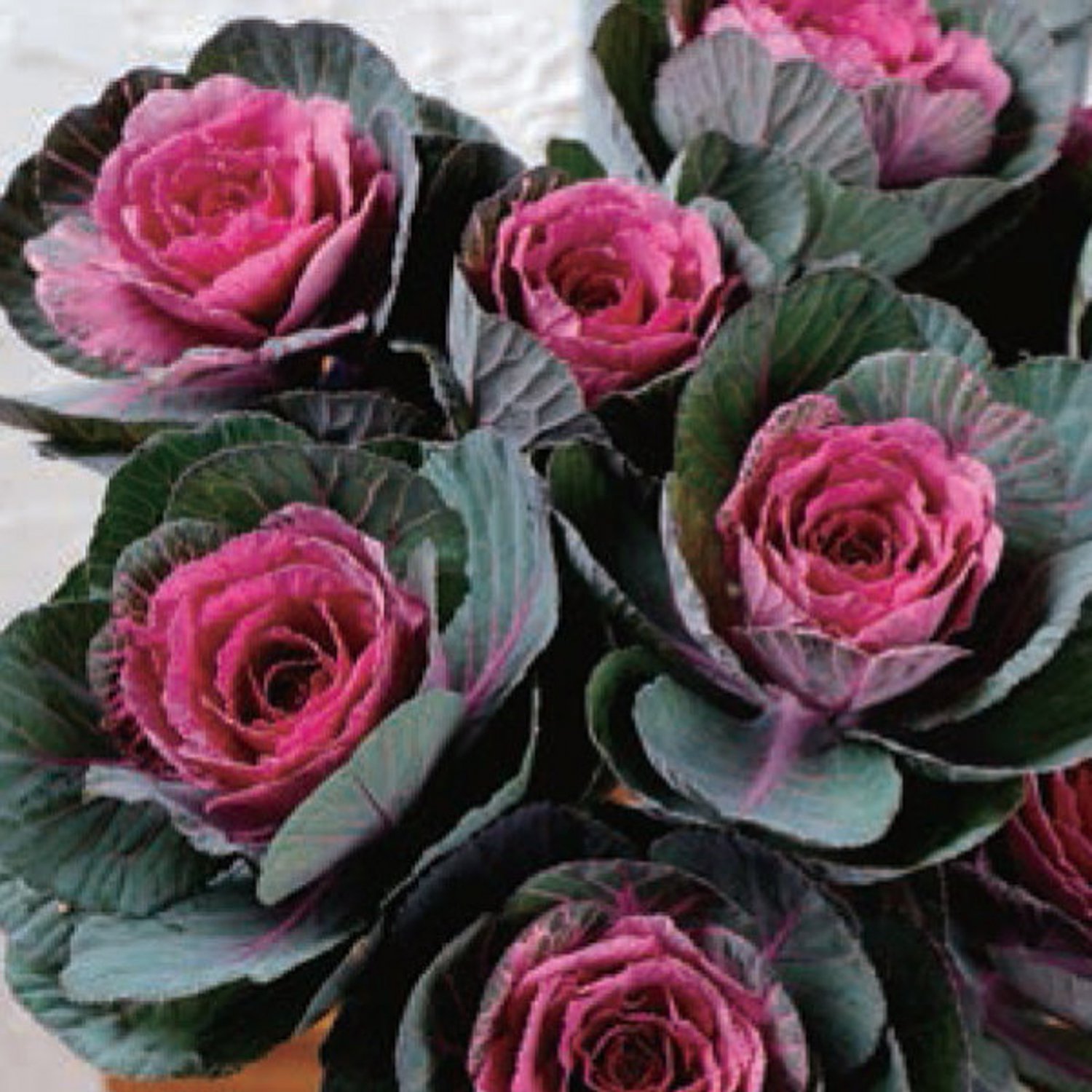 Flowering Kale Condor Red 20 Flower Seeds