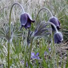 Pulsatilla Pratensis Ssp. Nigricans Black Pasque Flower 10 Flower Seeds