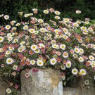 Erigeron Profusion Erigeron Karvinskianus 30 Flower Seeds