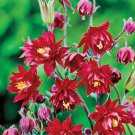 Columbine Ruby Port Aquilegia Vulgaris 20 Flower Seeds
