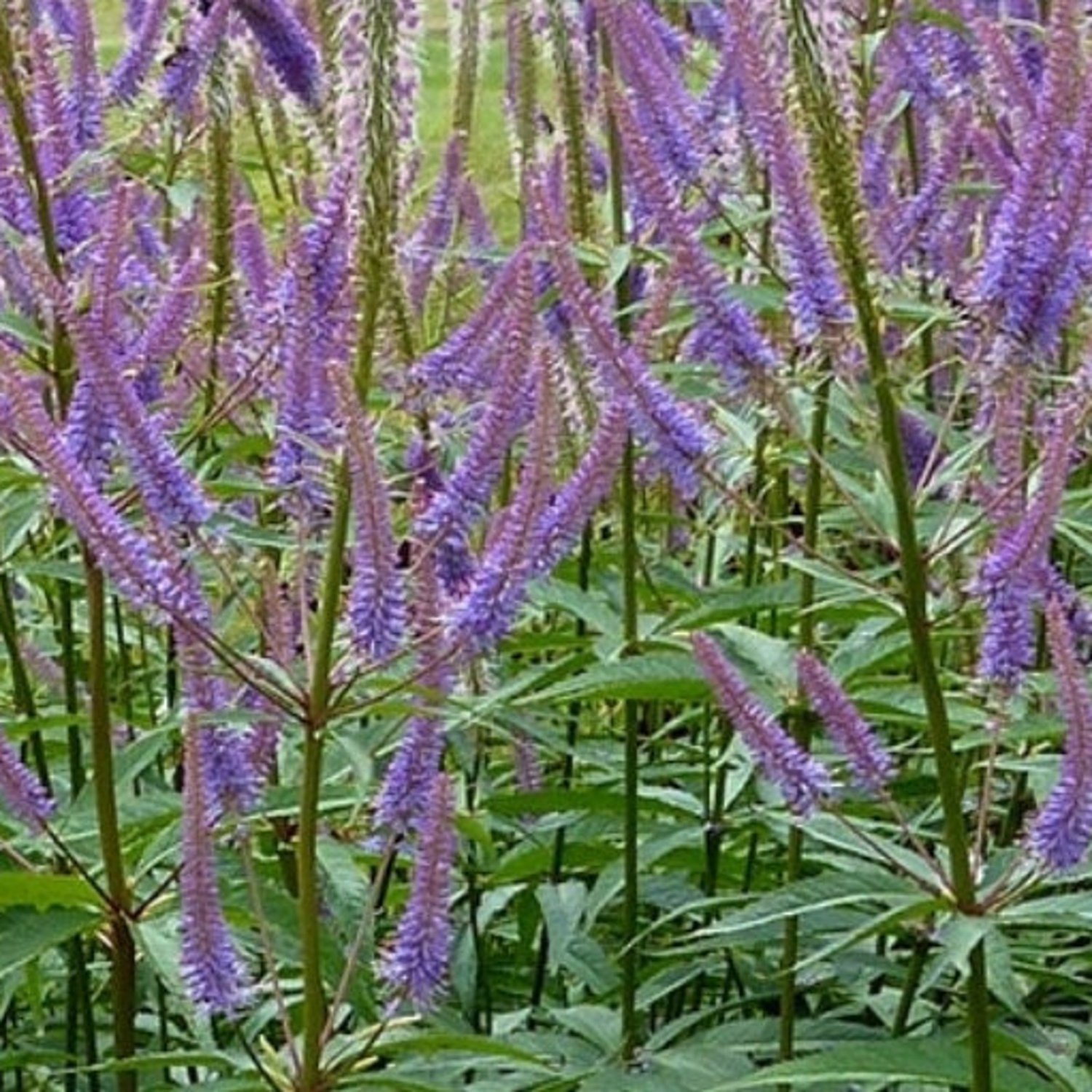 Veronicastrum Sibiricum Culver&acirc;��S Root 50 Flower Seeds