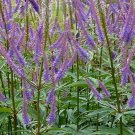 Veronicastrum Sibiricum Culver’S Root 50 Flower Seeds