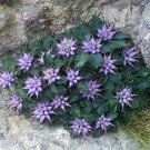 Tufted Horned Rampion Physoplexis Comosa, Aka Devil’S Claw 10 Flower Seeds