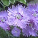Dianthus Amurensis Siberian Blues 20 Flower Seeds