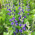 Baptisia Australis Blue Wild Indigo 15 Flower Seeds