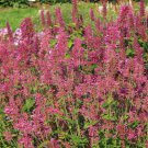 Agastache Cana Heather Queen Hummingbird Mint 25 Flower Seeds