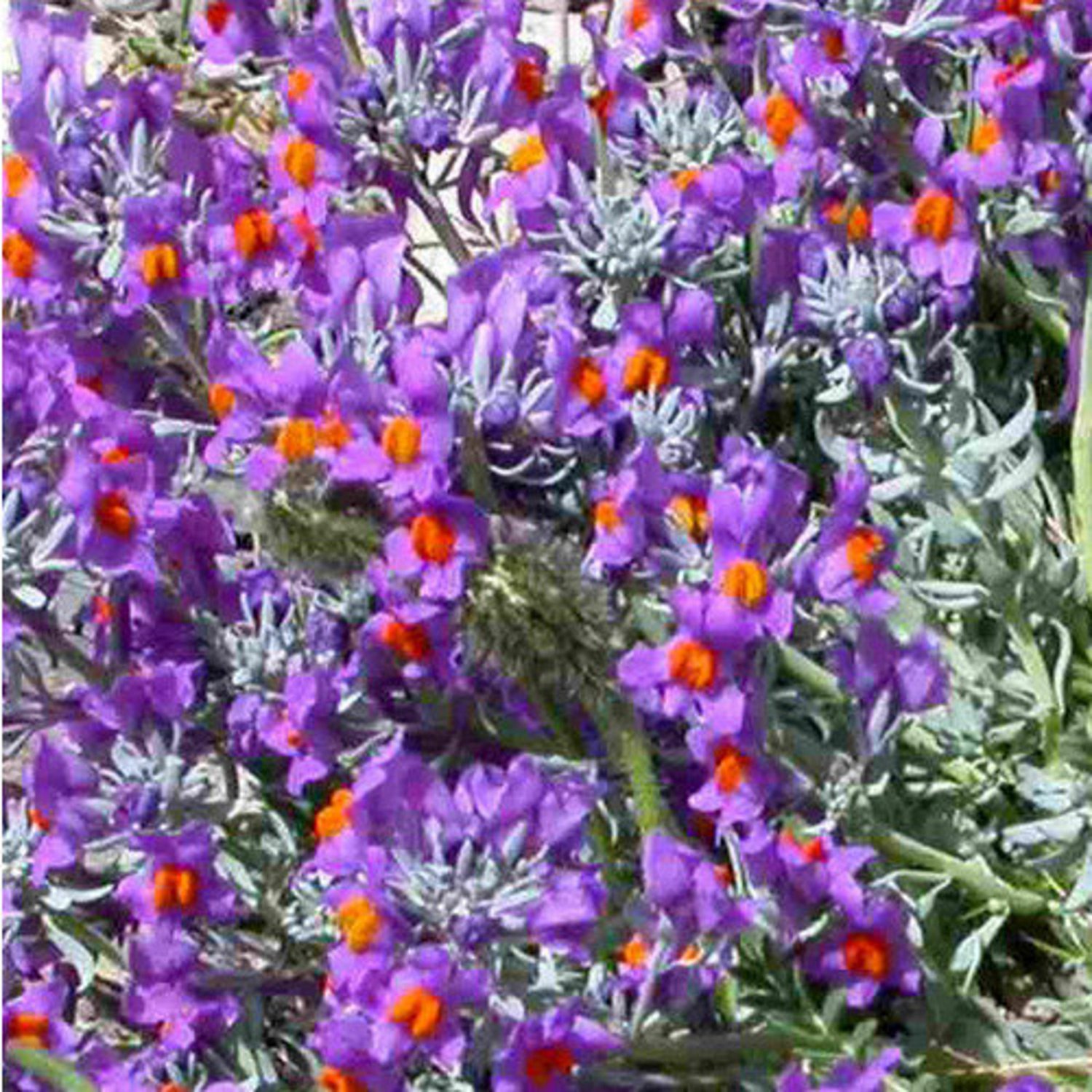 Linaria Alpina Alpine Toadflax Seeds 20 Flower Seeds