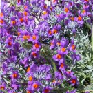 Linaria Alpina Alpine Toadflax Seeds 20 Flower Seeds