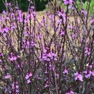 Verbena Officinalis Var. Grandiflora Bampton Purple-Leaved Vervain 30 Flower Seeds