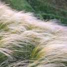 Stipa Tenuissima Pony Tails Mexican Feather Grass 25 Ornamental Grass Seeds