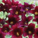 Salpiglossis Black Trumpets Painted Tongue 30 Flower Seeds