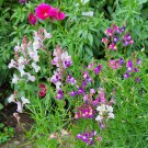 Linaria Fairy Bouquet Toadflax 50 Flower Seeds