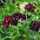 Scabiosa Black Knight Scabiosa Atropurpurea 25 Flower Seeds