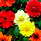 Dahlia Bloody Mary Mix 20 Flower Seeds