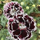 Dianthus Black Velvet And Lace 20 Flower Seeds