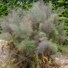 Smokey Fennel Or Bronze Fennel Foeniculum Vulgare 25 Herb Seeds