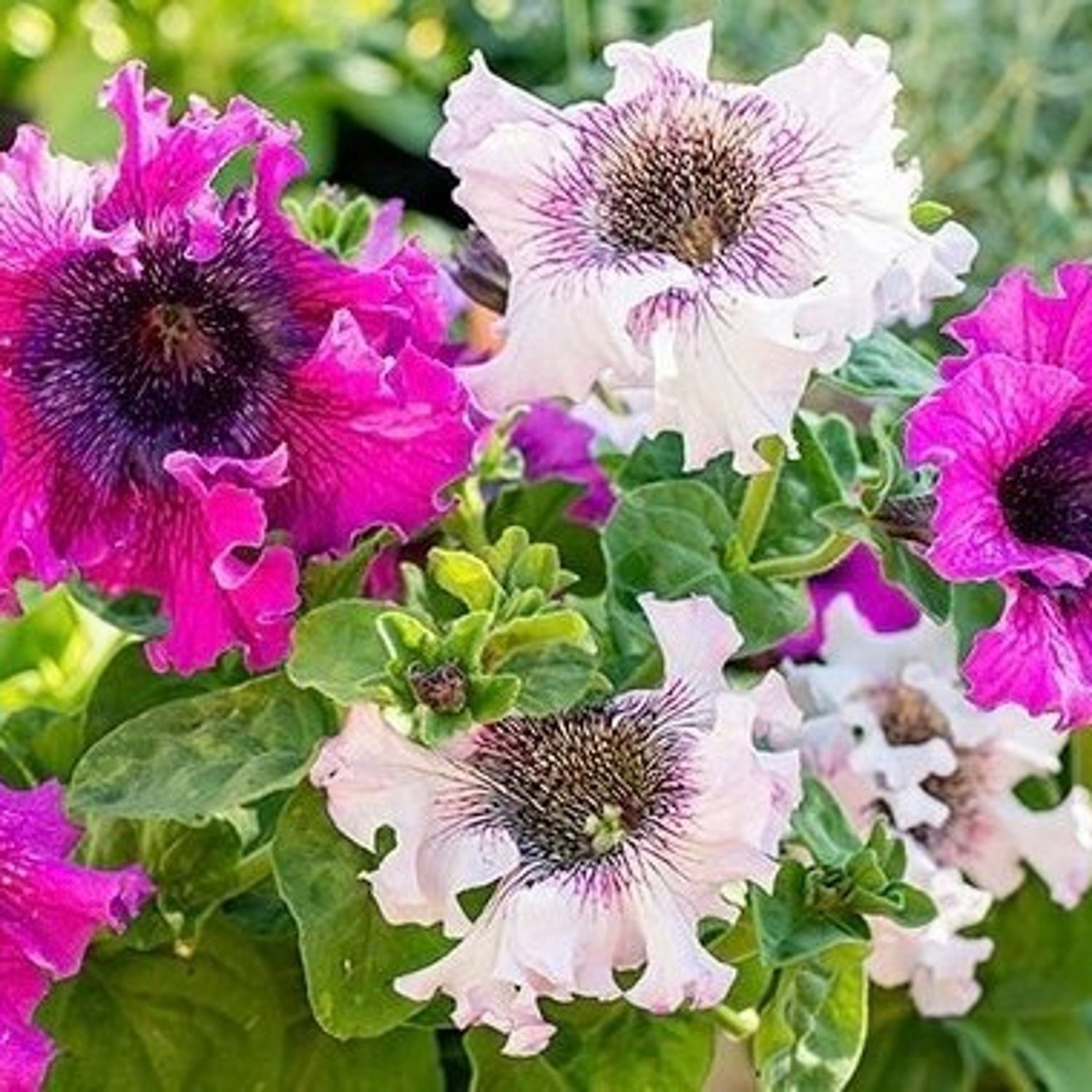 Petunia Superbissima Cerny&acirc;��S Triumph Mix 25 Flower Seeds